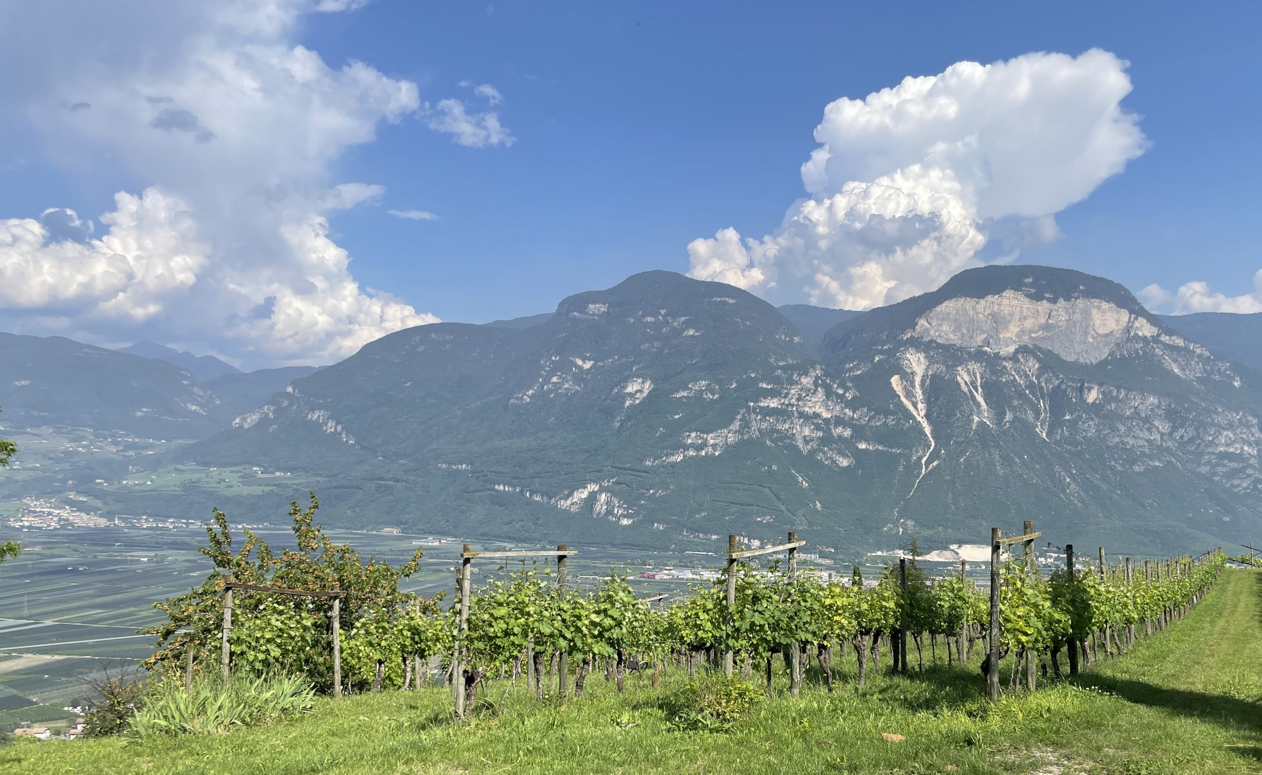 Die verschiedenen Ausprägungen des Sauvignon Blanc und ihre sensorische Qualität